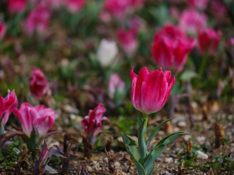 Zahradničení pro nováčky: Jak snadno založit a udržovat záhony
